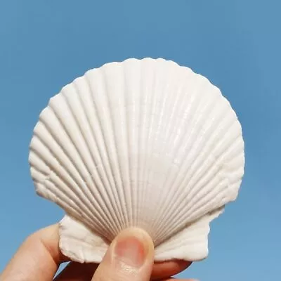 10Pcs 4-5 Inch Sea Shells White Scallop Shells For Cooking Crafts Large Sea ... • $25.18