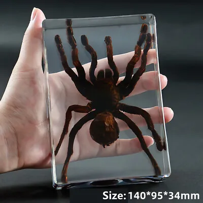 Real Insect Specimen Spider Beetles Paperweight Scorpion Mantis Tarantula DIY • £25.81