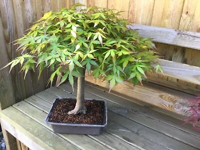 GREEN LEAFED ACER PALMATUM - JAPANESE MAPLE BONSAI TREE 44 Cm HIGH • £64.99