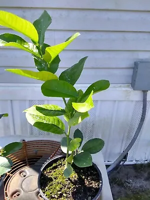 Meyer Lemon Tree. 1 Gallon Pot. Inside Or Outside Plant. Very Attractive • $59