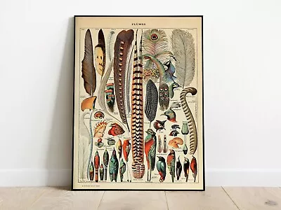 Vintage Millot Art Vintage Feather Chart Plumes French Art Canvas Print • $25.99