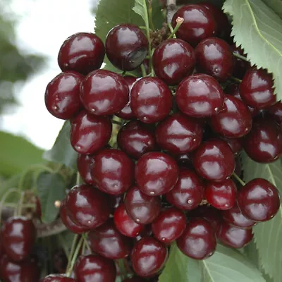 Sweet Cherry Tree Bush Porthos 50cm Tall 3 Litre Pot Ideal For Small Gardens • £22.99