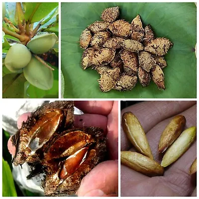$9.99 • Buy Terminalia Catappa Viable Seeds Indian Almond Tree Garden Shade Tree Seeds
