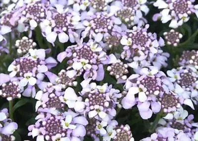 Iberis 'Lavender Frost' Sempervirens 'Candytuft' Plug Plants Pack X6 • £8.95