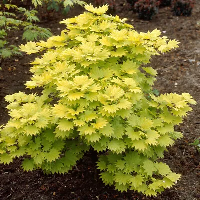 Japanese Maple Acer Shirasawanum 'Jordan' In A 3L Pot 40-50cm Tall • £34.99