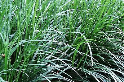 Mondo Grass | Ophiopogon Japonicus | Gallon Size Plants | Shade Groundcover • $29.90