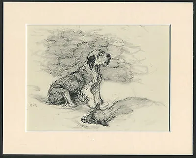 Old English Sheepdog Finds Sheep In Snow 1940's Vernon Stokes Dog Print Mounted • $7.39