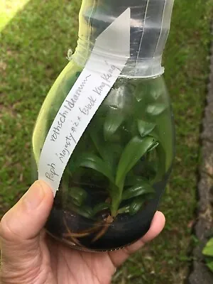 QOB Orchid Flask Paphiopedilum Rothschildianum Species • $350