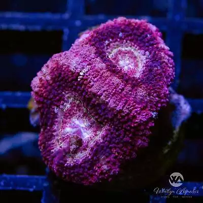 WA Cherry Blossom Asian Acan - Live Coral Frag • $43.99