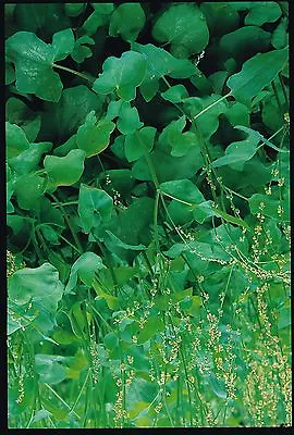 £1.35 • Buy Herb - Sorrel - Large French -  1500 Seeds