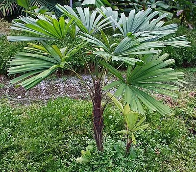 Licuala Spinosa (Mangrove Fan Palm Tree) 5 Seeds | RARE Indoor Outdoor Plant UK • £4.99