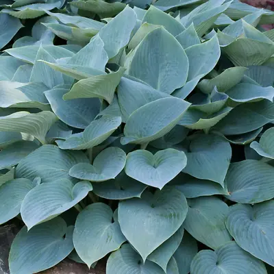 £9.99 • Buy Hosta 'Halcyon' Herbaceous Perennial Hardy Plant In 9cm Pot