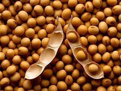 Vegan Soybeans (5 Lbs) Gluten Free Great For Salad Sprouts Grown In Iowa Veget • $22.96