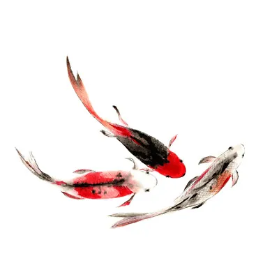 Japanese Koi Fish Black And Red Art Print Canvas Premium Wall Decor Poster • £13.99