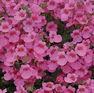 Diascia Plug Plants Twinspur Lilac Pink Flowers Garden Pot Basket Pack Of 3 • £8.99