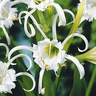 Peruvian Daffodil Spider Lily Ismene Hymenocallis Festalis 3 Bulbs • $10