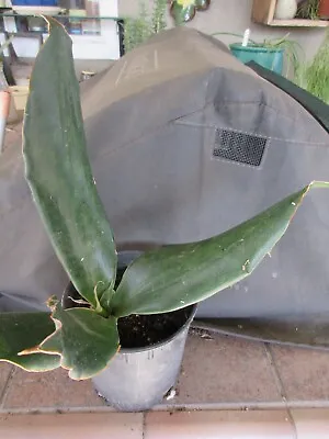 Sansevieria Subspicata - Nice Dark Leaves - 1 Rooted Plant • $6.50