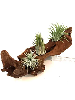 Malaysian Driftwood & Air Plant: A Perfect Fusion Of Nature's Beauty S (10~12 ) • $39.99