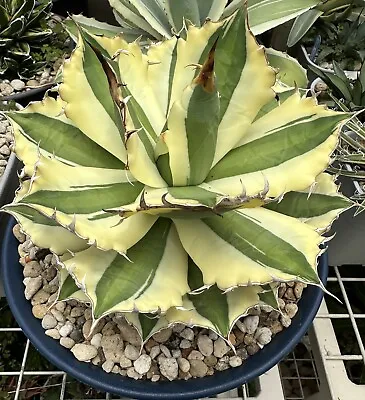 Agave Titanota SNAGGLE TOOTH 12 Cm Pot. First Picture Mother Plant For Reference • $450