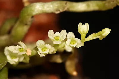 Angraecum Chamaeanthus Micro Miniature Orchid Mounted • $31.45