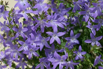 £2.95 • Buy Campanula Poscharskyana - Trailing Bellflower,9cm Pot , Spreading Blue