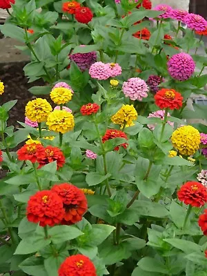 Zinnia Elegans Lilliput Mixed Flower Garden Yard Cottage Park 150 To 1kg Seeds • £2.59