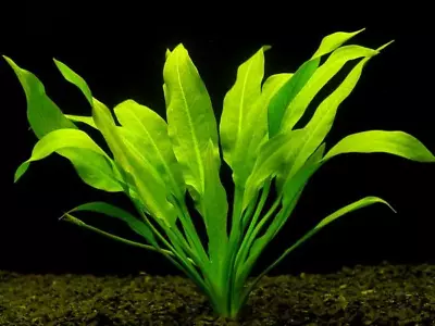 £3.49 • Buy Amazon Sword Echinodorus Tropical Fish Tank Decorative Aquatic Live Plant Fresh
