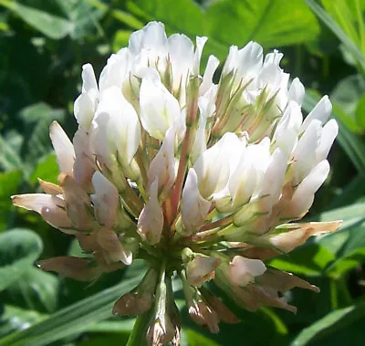 White Clover Seeds Trifolium Wildflower Bee Friendly Green Manure  Up To 6000 • £1.75