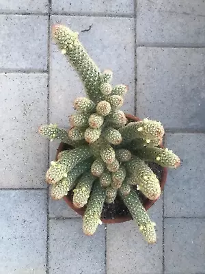 Large Mammillaria Elongata Finger Cactus Copper King Mammillaria Elongata #J67 • $45