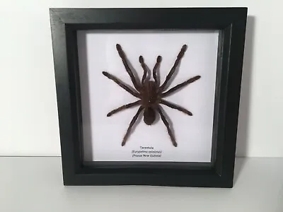 £30 • Buy Tarantula Spider (Eurypelma Spinicrus) In Box Frame Taxidermy Insect Art