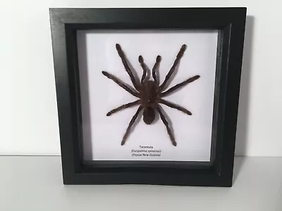 £30 • Buy Tarantula Spider (Eurypelma Spinicrus) In Box Frame Taxidermy Insect Art