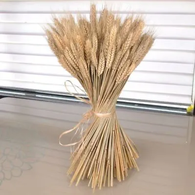 Bunch Of Real Dried Wheat Stems - Sheaves Bouquet Palm Spear • £9.99