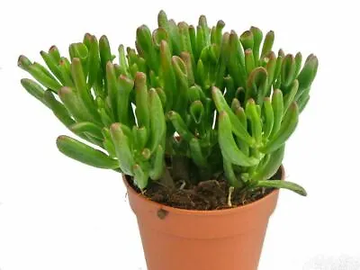 £12.99 • Buy Crassula Ovata Gollum Jade Plant Money Tree Succulent Houseplant 11cm Pot