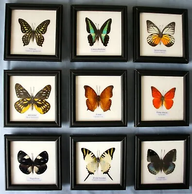 £18 • Buy Butterfly Picture Frame - Many Species To Choose From - Display Case Insects Bug