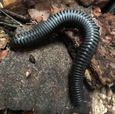 Giant Congo Millipedes ‘sp. Fischerri’ XL. Healthy Specimens -24hr Delivery • £26.99