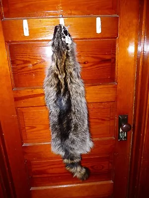 HUGE BEAUTIFUL Tanned RACCOON 4 FEET CLAW FUR PELT TAXIDERMY R11 CABIN HAT DECOR • $58