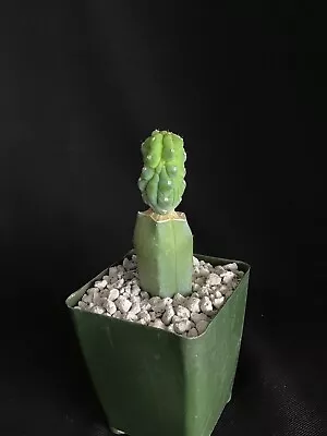 Myrtillocactus Geometrizans Cv. ‘Glorp’ Cactus First Time Offer • $18