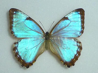 Fantastic Morpho Portis  Female Nymphaliidae  Nymphalidae Brazil • $9.99
