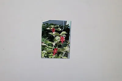 5 Seeds Himalaya-Geissblatt Karamellbeere Leycesteria Formosa #151 • £1.31