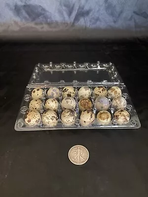18 Fertile Coturnix Quail Hatching Eggs • $18.99
