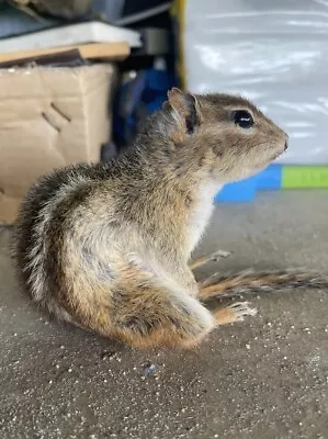 Taxidermy Mount Chipmunk Squirrel Related Raccoon Possum Weasel Fox Coyote  • $140