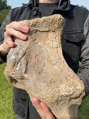 Huge Atlasaurus Sauropod Vertebrae Dinosaur Bone Jurassic Age Morocco • $604.60