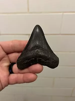 Shiny 3.18” Megalodon Tooth No Restoration 100% Natural • $4.25