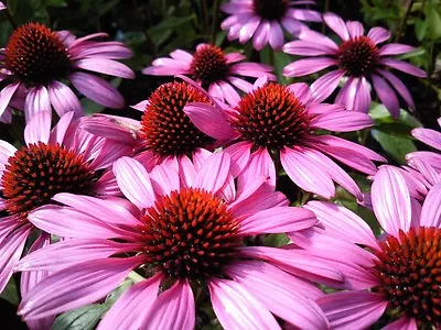 F0181 ECHINACEA PURPUREA **HUGE BLOOMS** X50 Seeds MEDICINAL HERB CUT FLOWER • $2.20