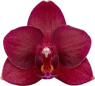 $34.50 • Buy RFO Phalaenopsis Scarlet Jubilee
