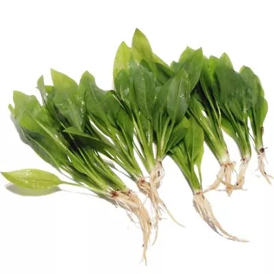 £9.89 • Buy 10 X Echinodorus Bleheri - Live Aquatic Plant Amazon Sword Tank Aquarium Fish