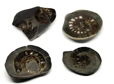 Dactylioceras Ammonite Fossil (Lot Of 4) Jurassic England 16976  • $39.99
