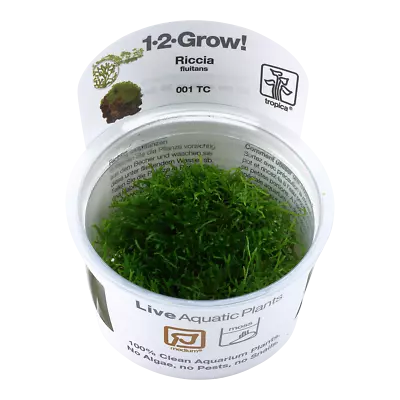 £8.99 • Buy Riccia Fluitans Tropica 1-2-Grow In Vitro Aquarium Plant Shrimp Safe