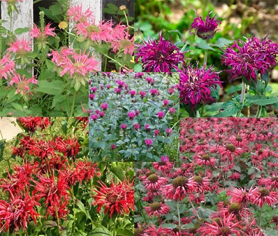 BEE BALM PANORAMA MIX Monarda Didyma - 250 Bulk Seeds • £20.08