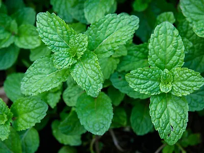 4x Mint Herb Plug Plants Vegetables Garden - Preorder Late April • £10.95